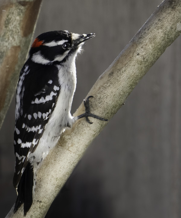 Downy Woodpecker by Bob Burnett