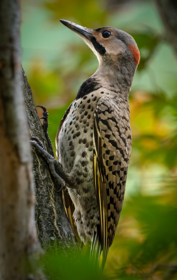 Northern Flicker by Bob Burnett