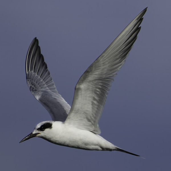 Forster's Tern by Bob Burnett