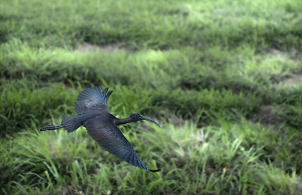 Glossy Ibis by Bob Burnett