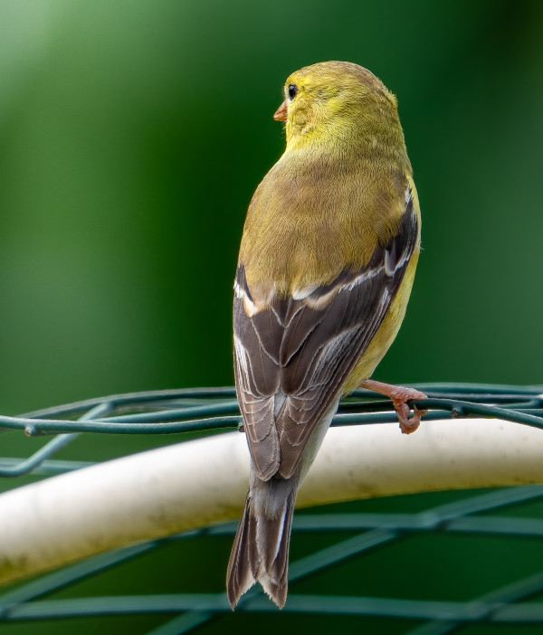 Goldfinch (at Palisades Rec Center) by Bob Burnett