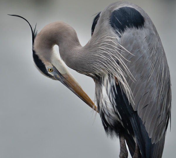 Great Blue Heron by Bob Burnett