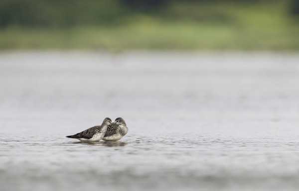 Two Greater Yellowlegs by Bob Burnett