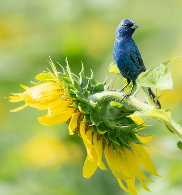 Indigo Bunting (McKee-Beshers) by Bob Burnett