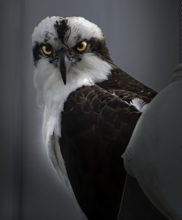 Osprey Glare by Bob Burnett
