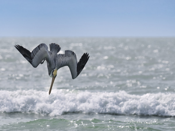 Pelican Dive by Bob Burnett
