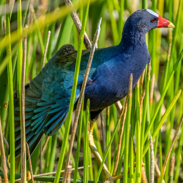 Purple Gallinule by Bob Burnett