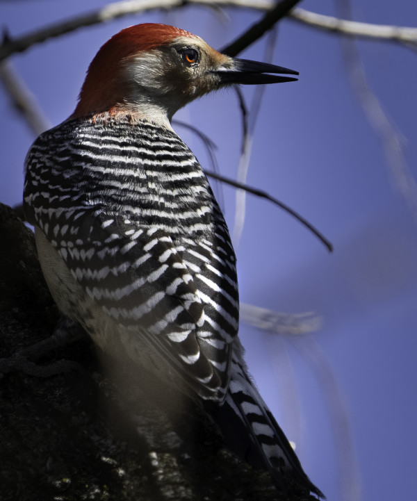 Red-bellied Woodpecker (Palisades) by Bob Burnett