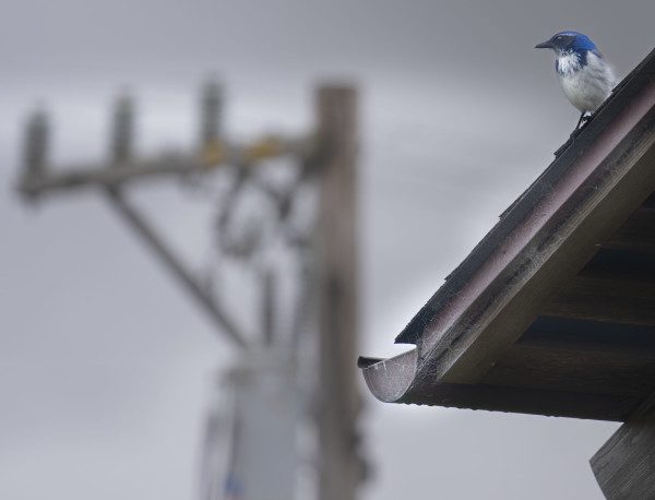 Scrub Jay by Bob Burnett