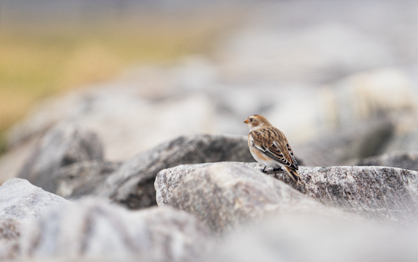 Snow Bunting by Bob Burnett