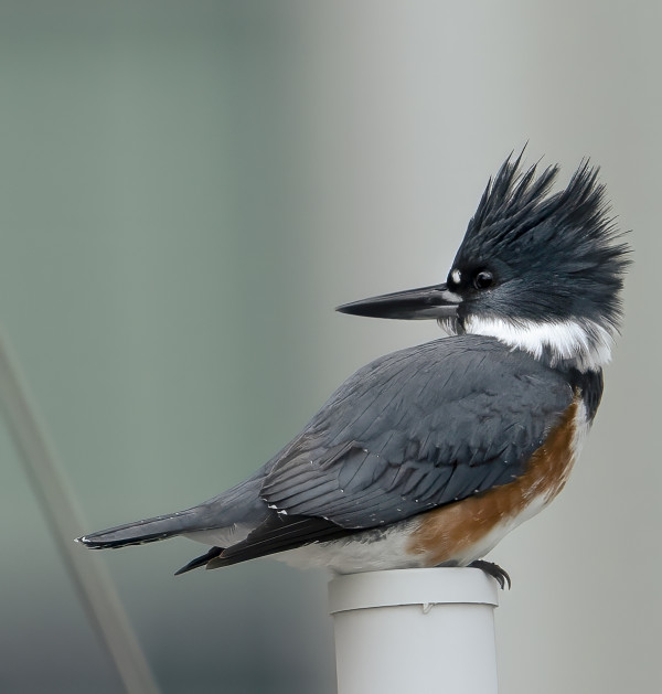 Kingfisher by Bob Burnett