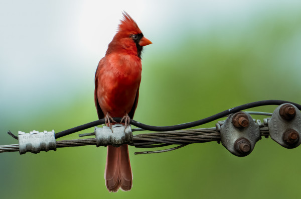 Cardinal on a Wire (Palisades) by Bob Burnett