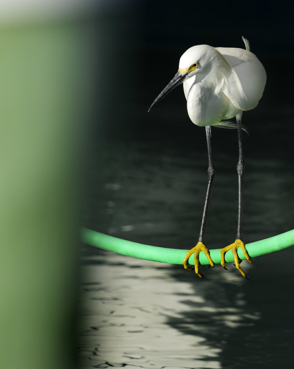 Snowy Egret by Bob Burnett