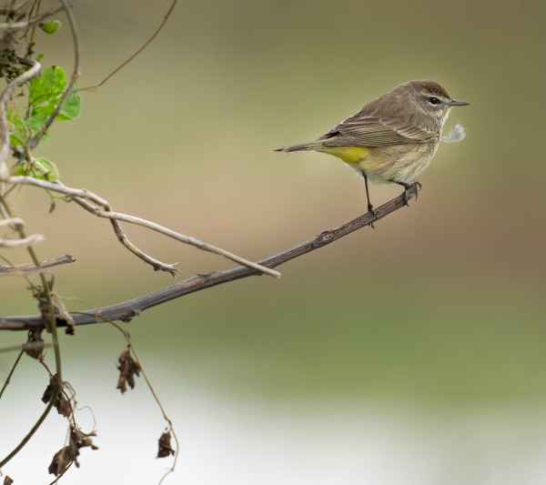 Palm Warbler by Bob Burnett