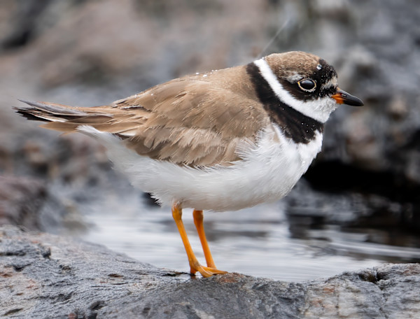 Semipalmated Plover by Bob Burnett
