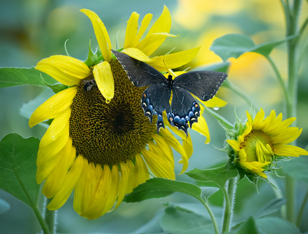 Swallowtail Wings by Bob Burnett