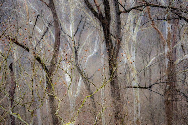 Winter Trees by Bob Burnett