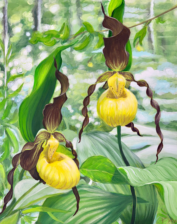 Yellow Lady Slippers (Tony Ernst Photographer) by Beth Walldorf