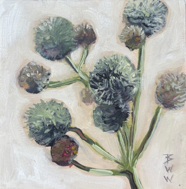 Rattlesnake Master at Lacey’s Springs by Beth Walldorf