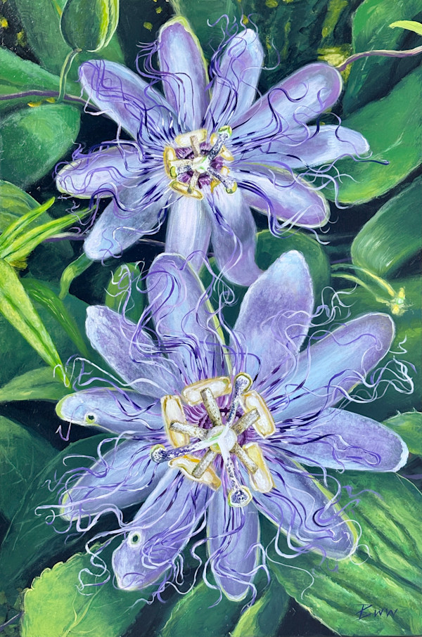 Passiflora Incarnata: Passion Flower by Beth Walldorf