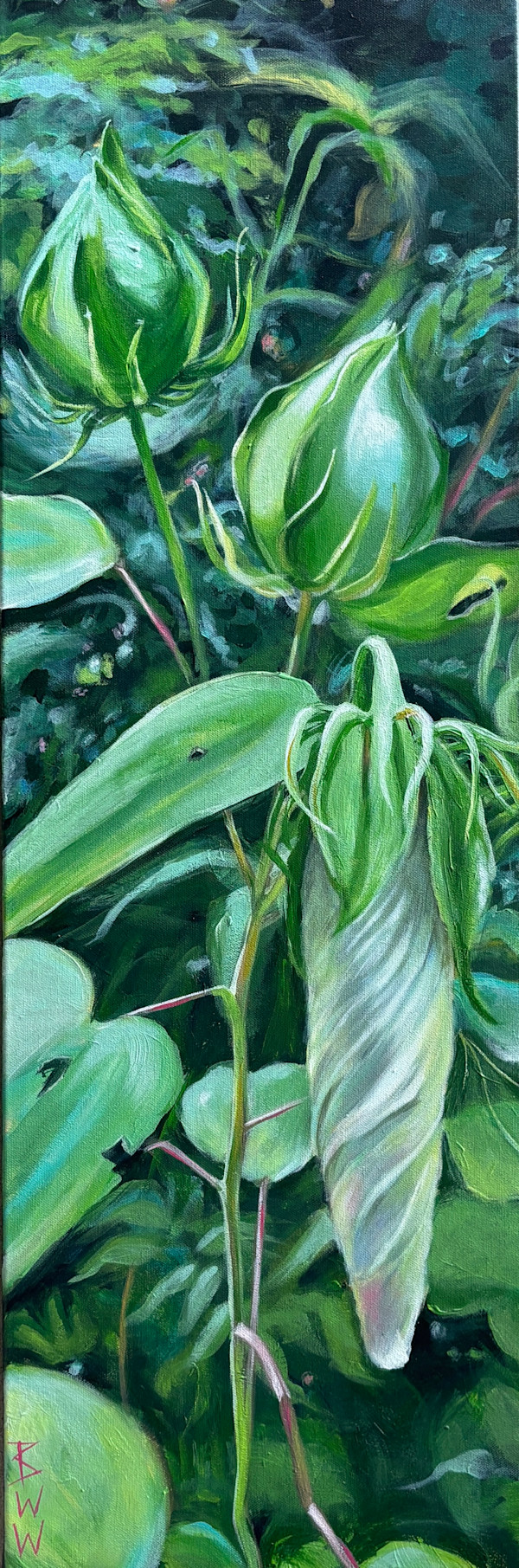 A Promise Unfolding in Daphne: Swamp Rose Mallow by Beth Walldorf