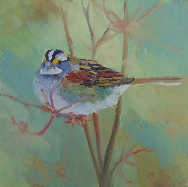 White Throated Sparrow by Catherine Kauffman