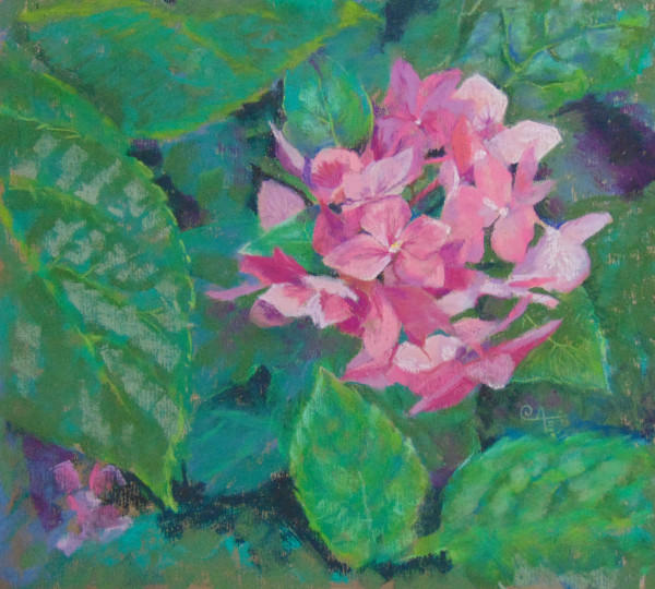Pink Hydrangea by Catherine Kauffman