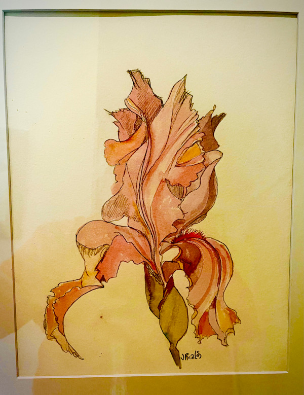 Pink Bearded Iris by Jake Bialos