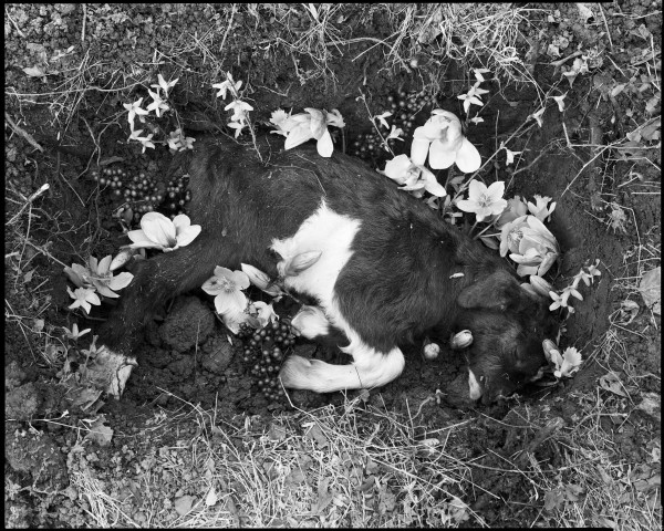 Goat burial, Orange County, NC, 2015 by Tom Rankin, Image 1.