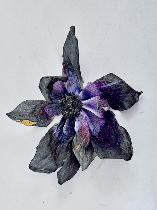 DLT_Visitant_176 by David Lewis Taylor