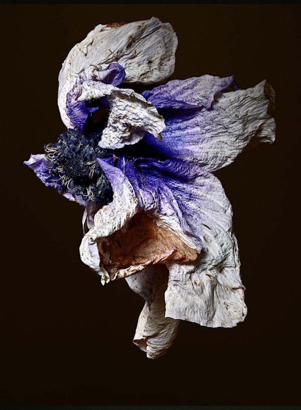 DLT_Visitant_179 by David Lewis Taylor