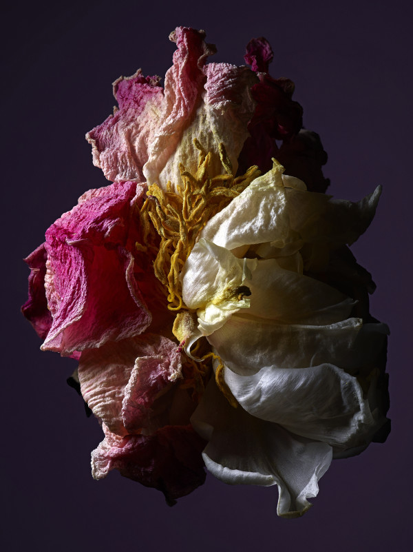 DLT_Visitant_104 by David Lewis Taylor