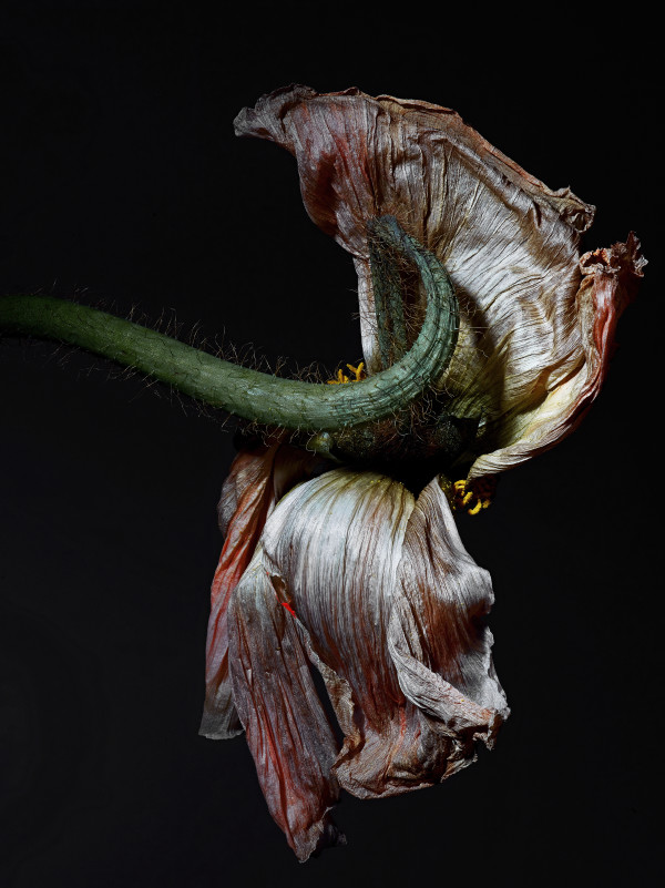 DLT_Visitant_105 by David Lewis Taylor