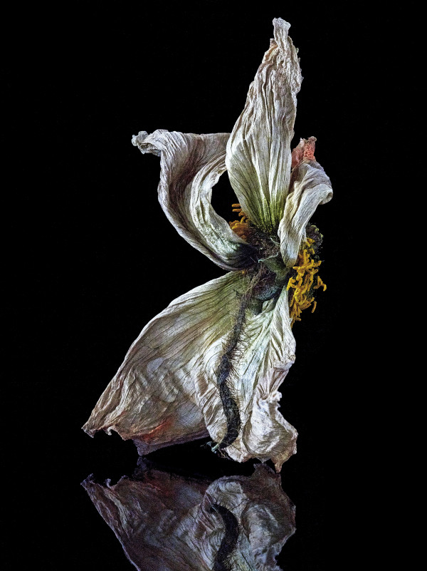DLT_Visitant_107 by David Lewis Taylor