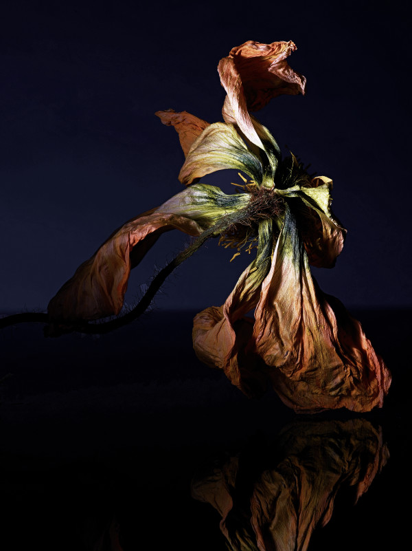 DLT_Visitant_108 by David Lewis Taylor