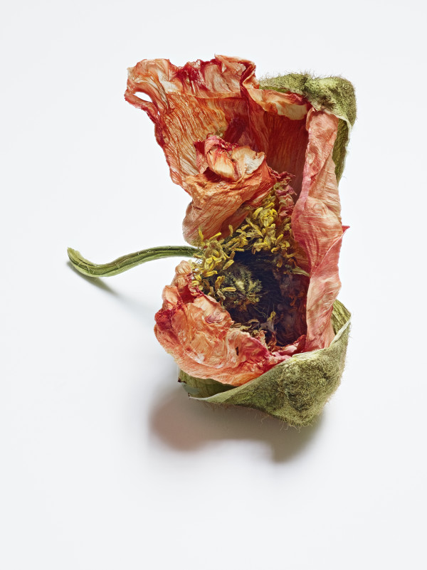 DLT_Visitant_110 by David Lewis Taylor