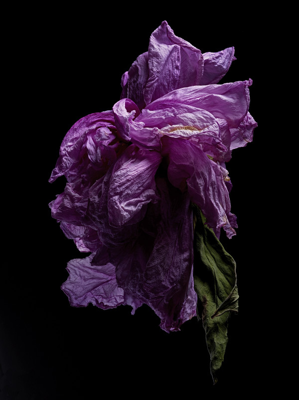 DLT_Visitant_131 by David Lewis Taylor