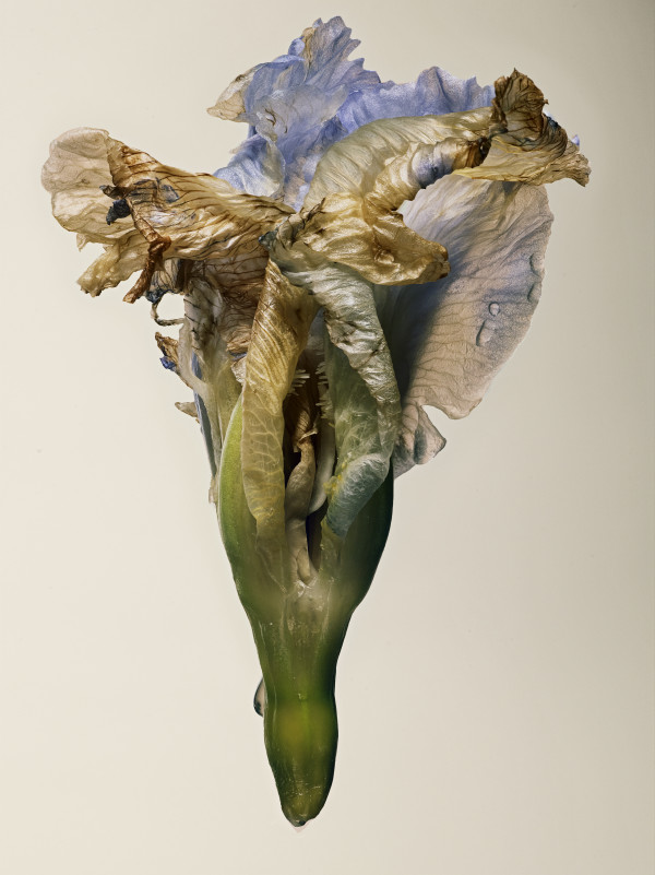 DLT_Visitant_147 by David Lewis Taylor