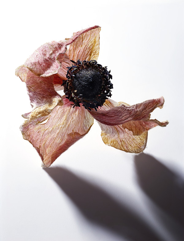 DLT_Visitant_153 by David Lewis Taylor
