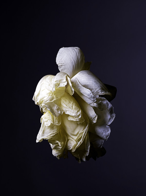 DLT_Visitant_165 by David Lewis Taylor