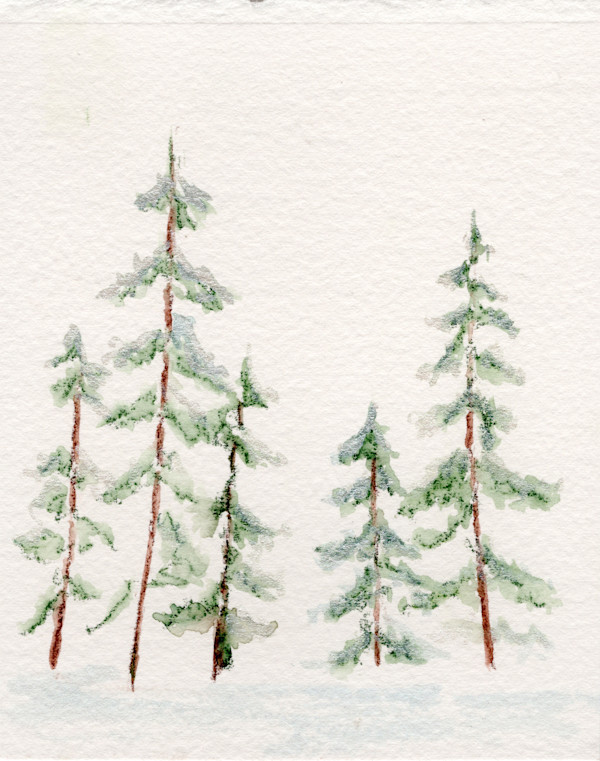 Snow on Needles by Heather H., Image 1.