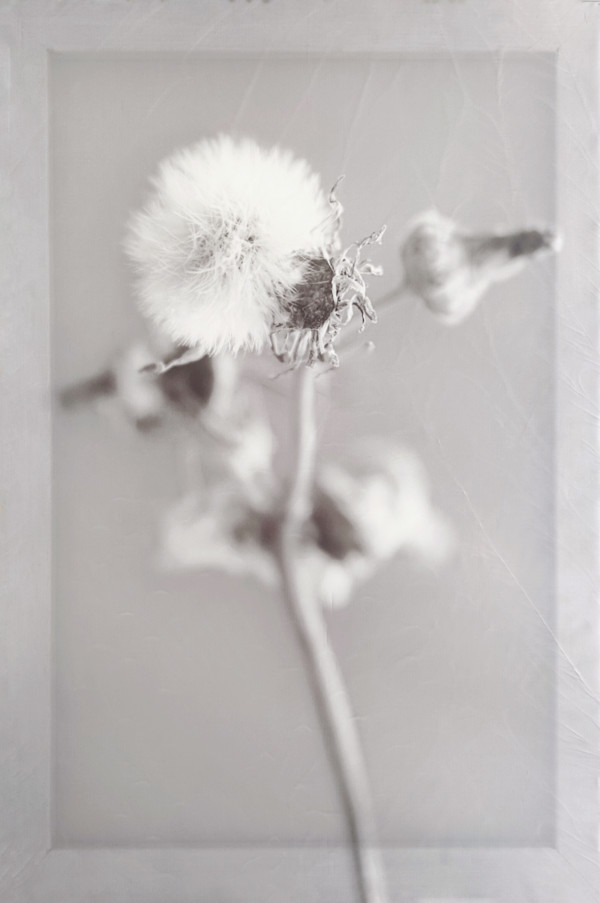 *Cruciform* by TATIANA JOHNSON