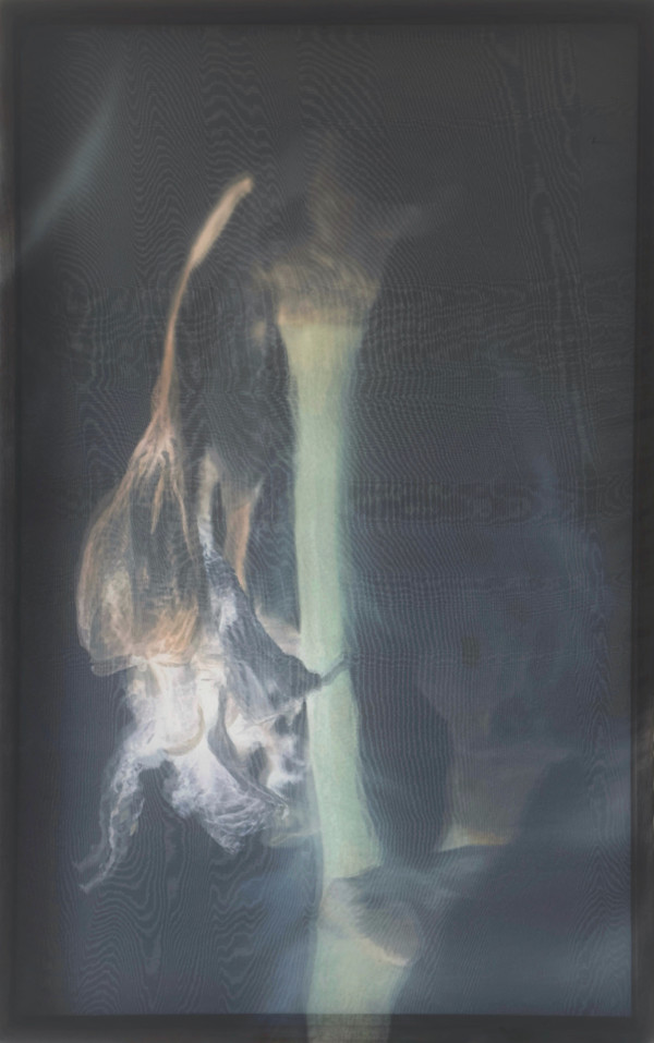 *Iris Form (Twilight)* by TATIANA JOHNSON