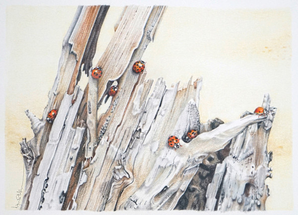 Jagged Ladies by Lynn Stephenson