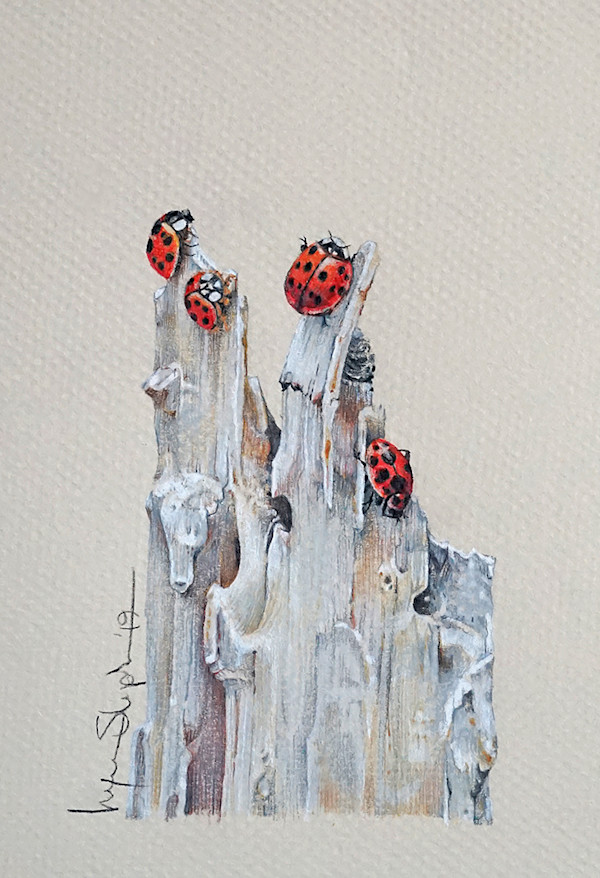 Tip Top Ladies by Lynn Stephenson