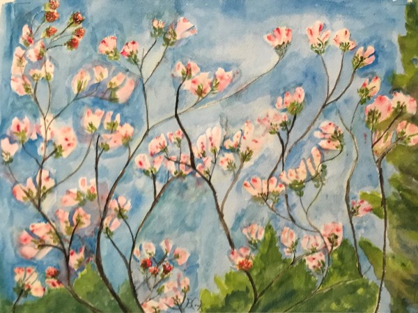 Wild Apple Tree Blossoms
