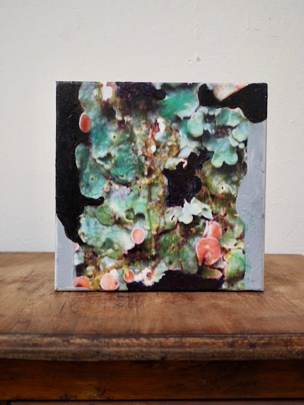 Lichen Fruiting Bodies V by Mila Rossi