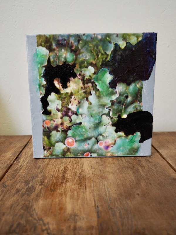 Lichen Fruiting Bodies VII by Mila Rossi