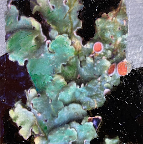 Lichen Fruiting Bodies III by Mila Rossi