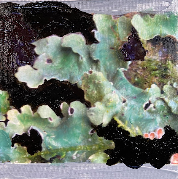 Lichen Fruiting Bodies II by Mila Rossi